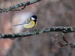 Mésange charbonnière (Bessans)